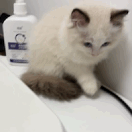 家猫小时候（2个月）